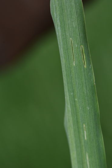 Getreidehähnchenkäferfraß.jpg © LK OÖ/Köppl