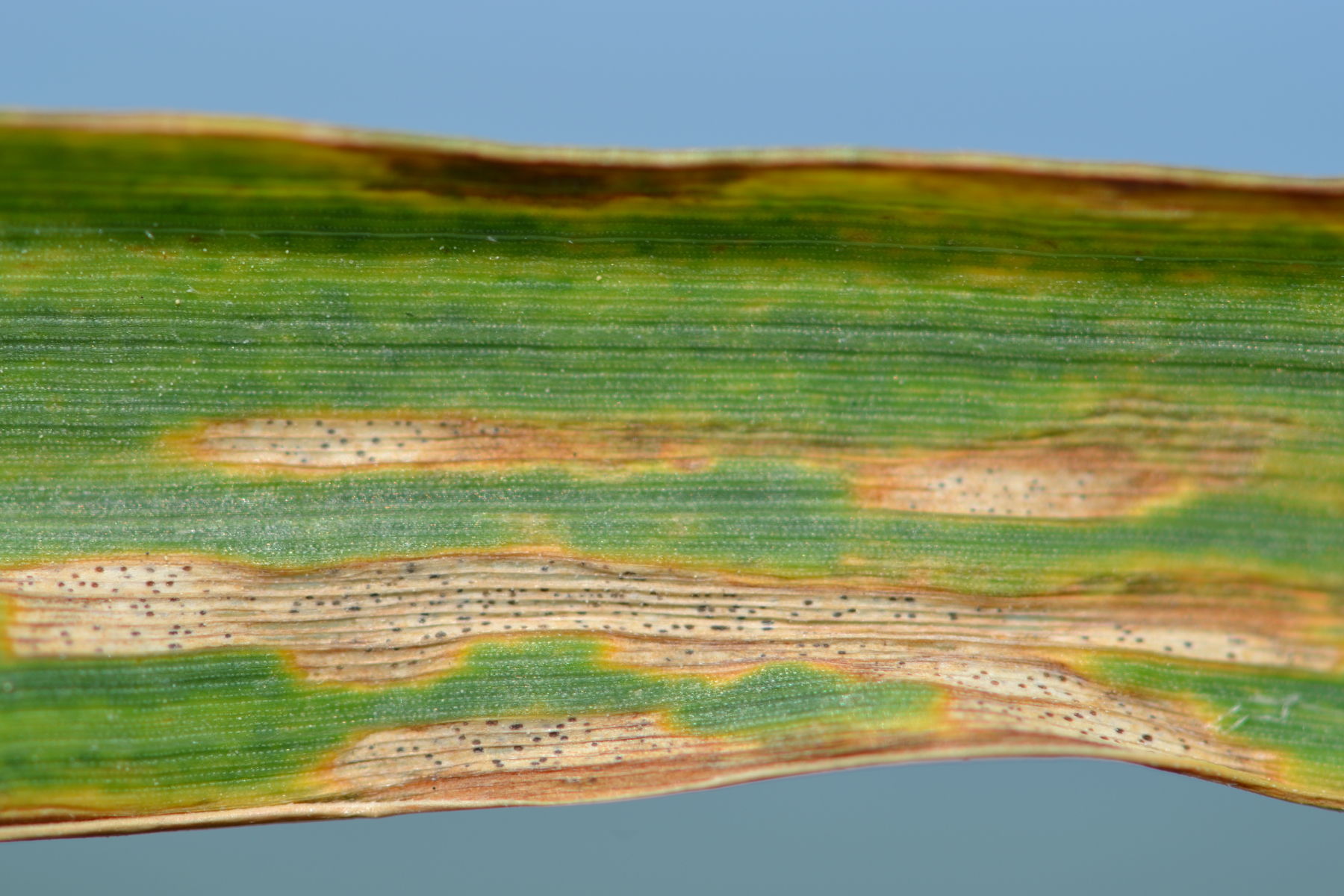 WW-S.tritici .jpg © LK OÖ/Köppl