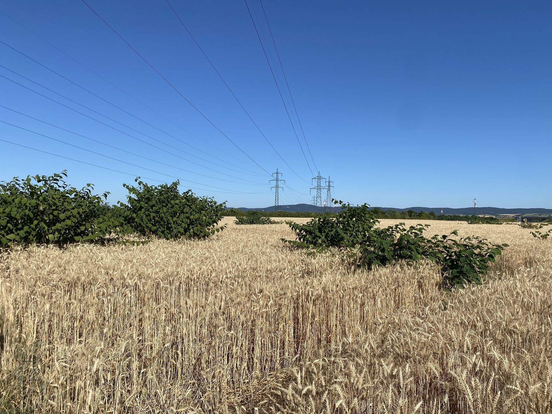 Staudenknöterich in Getreide_Winkovitsch.jpg © DI Claudia Winkovitsch