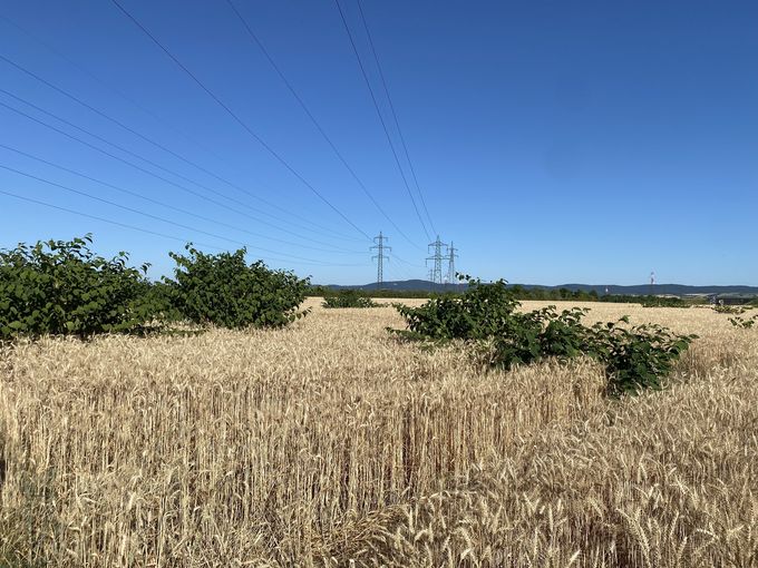 Staudenknöterich in Getreide_Winkovitsch.jpg © DI Claudia Winkovitsch