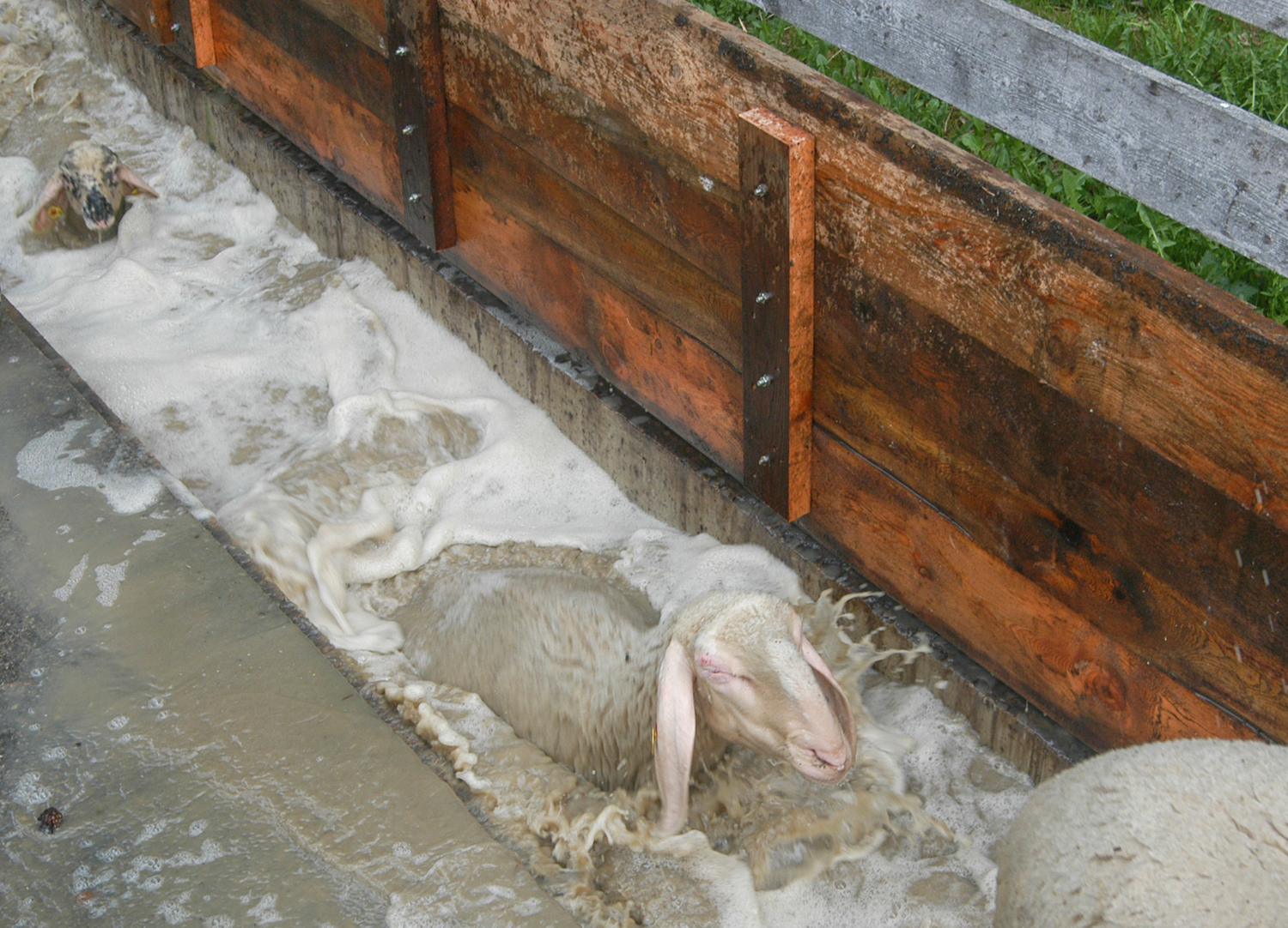 Schafe die durch ein Bad gehen für die Räudebadbehandlung © Schaf- und Ziegenzucht Tirol