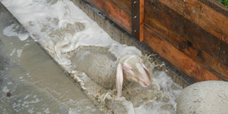 Räudebad © Schaf- und Ziegenzucht Tirol