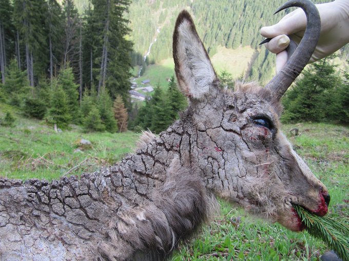 Eine Gams die an Räude erkrankt ist. © TJV