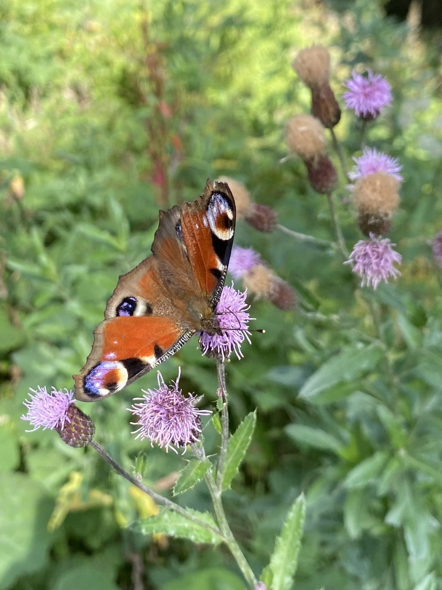 Tagpfauenauge auf Distel_Winkovitsch.jpg © DI Claudia Winkovitsch