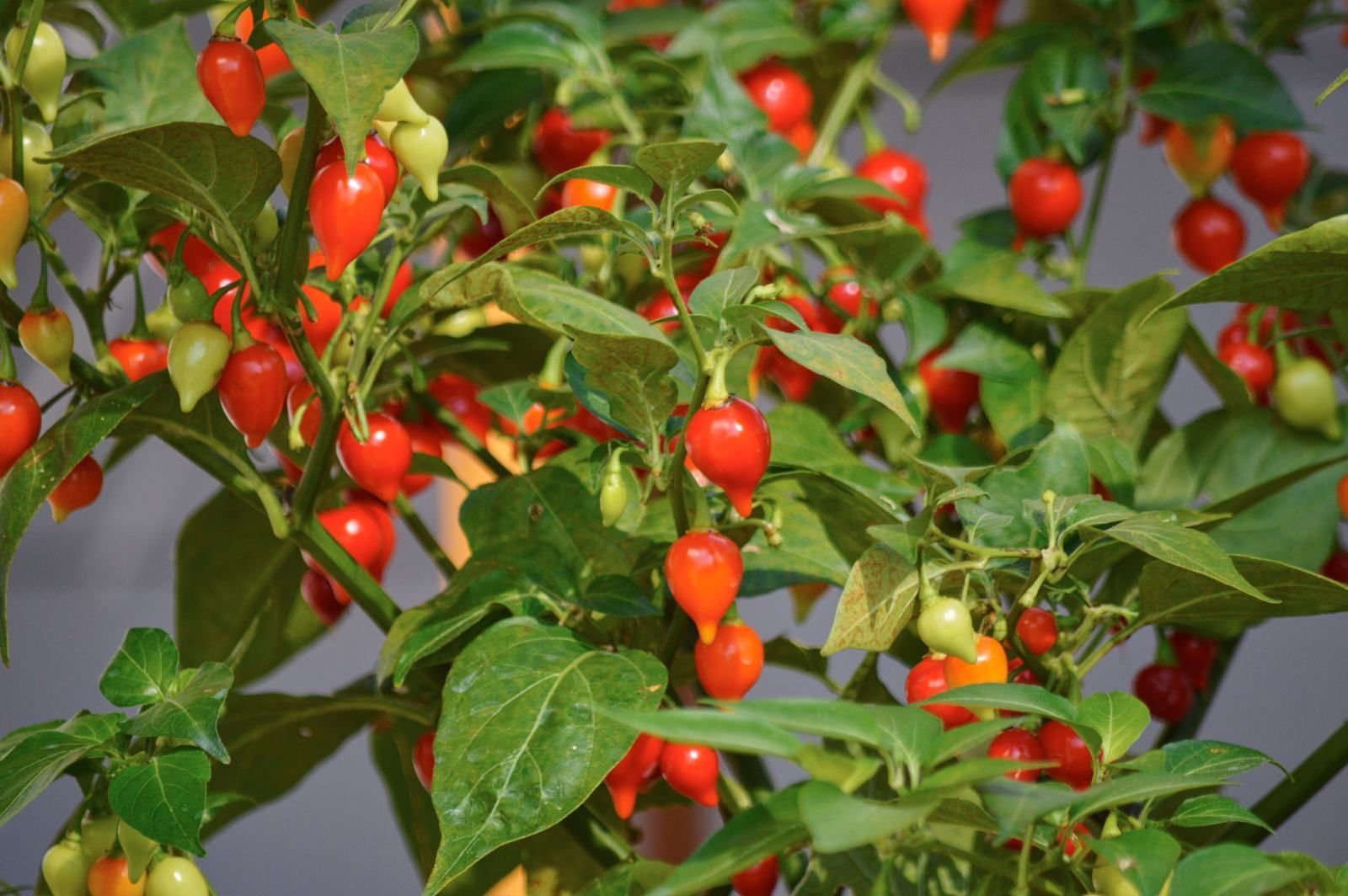 Gartentipp_Foto Siaßa Spitzbua.jpg © Die OÖ Gärtner