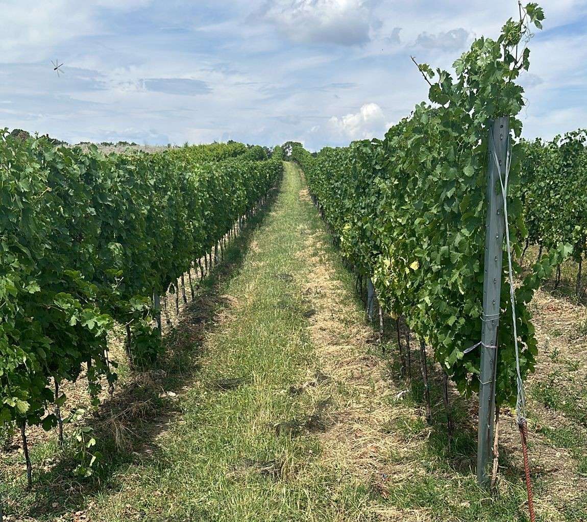 Weingarten mit Erosionsschutz .jpg © LKÖ/Kast