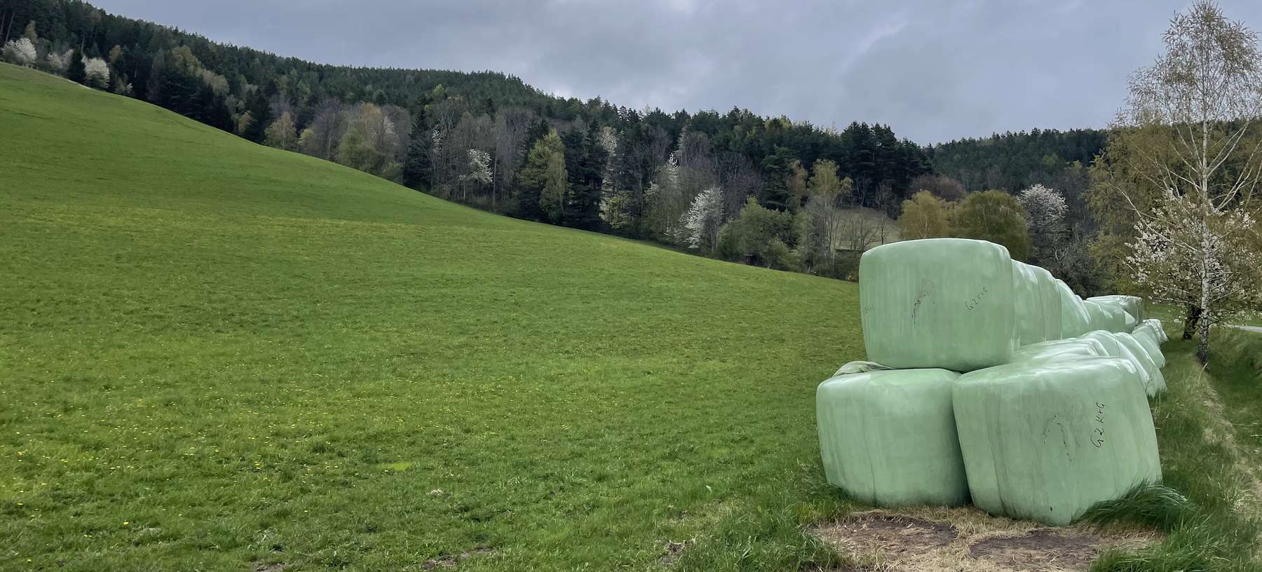 Siloballen auf Feld .jpg © LKÖ/Nothnagel