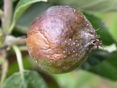 befallene Frucht mit Bakterienschleim © LK Steiermark