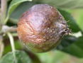befallene Frucht mit Bakterienschleim © LK Steiermark