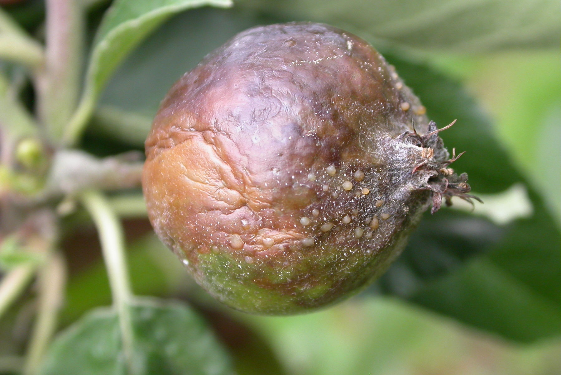 befallene Frucht mit Bakterienschleim.jpg © LK Steiermark