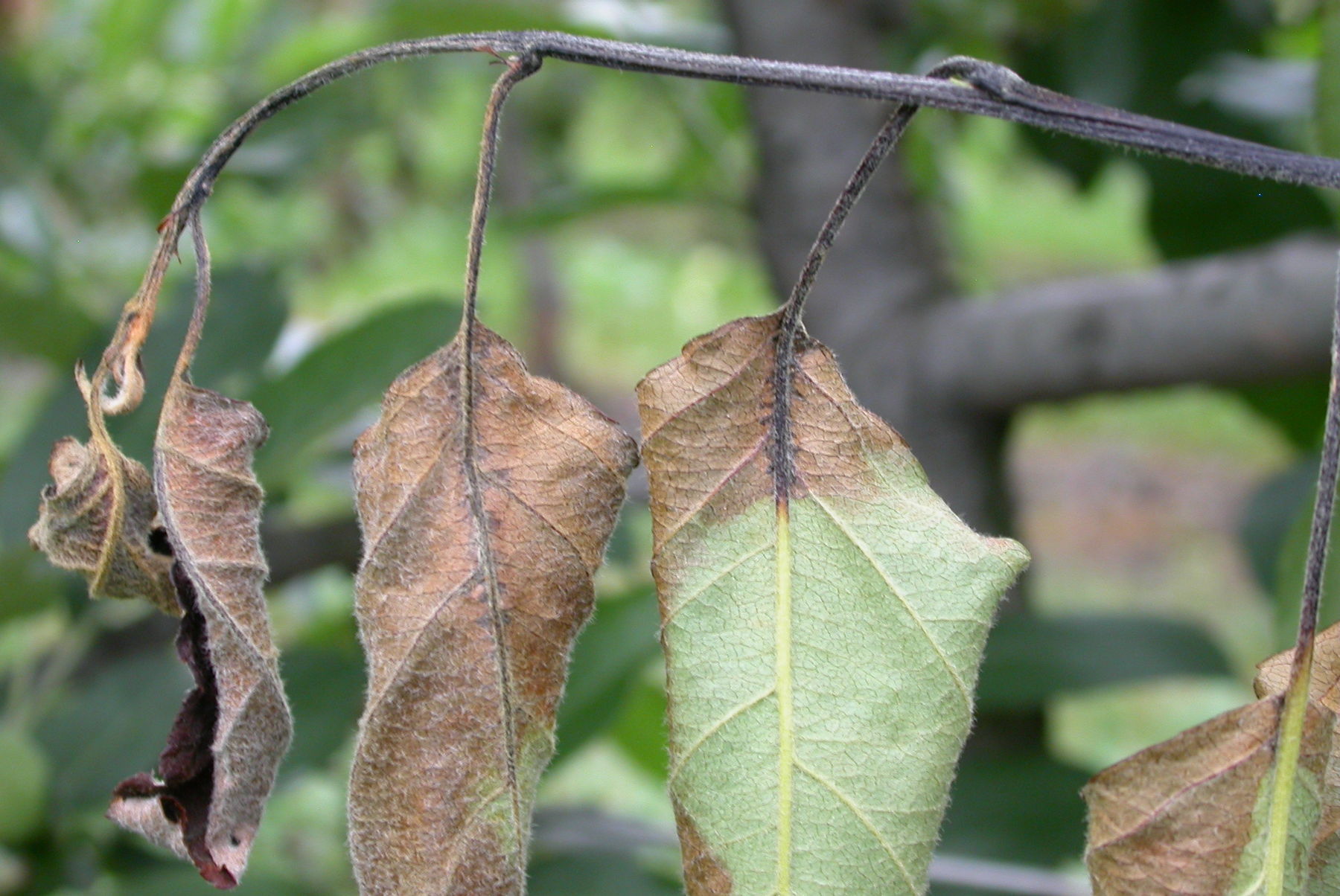 Befall Apfeltrieb.jpg © LK Steiermark