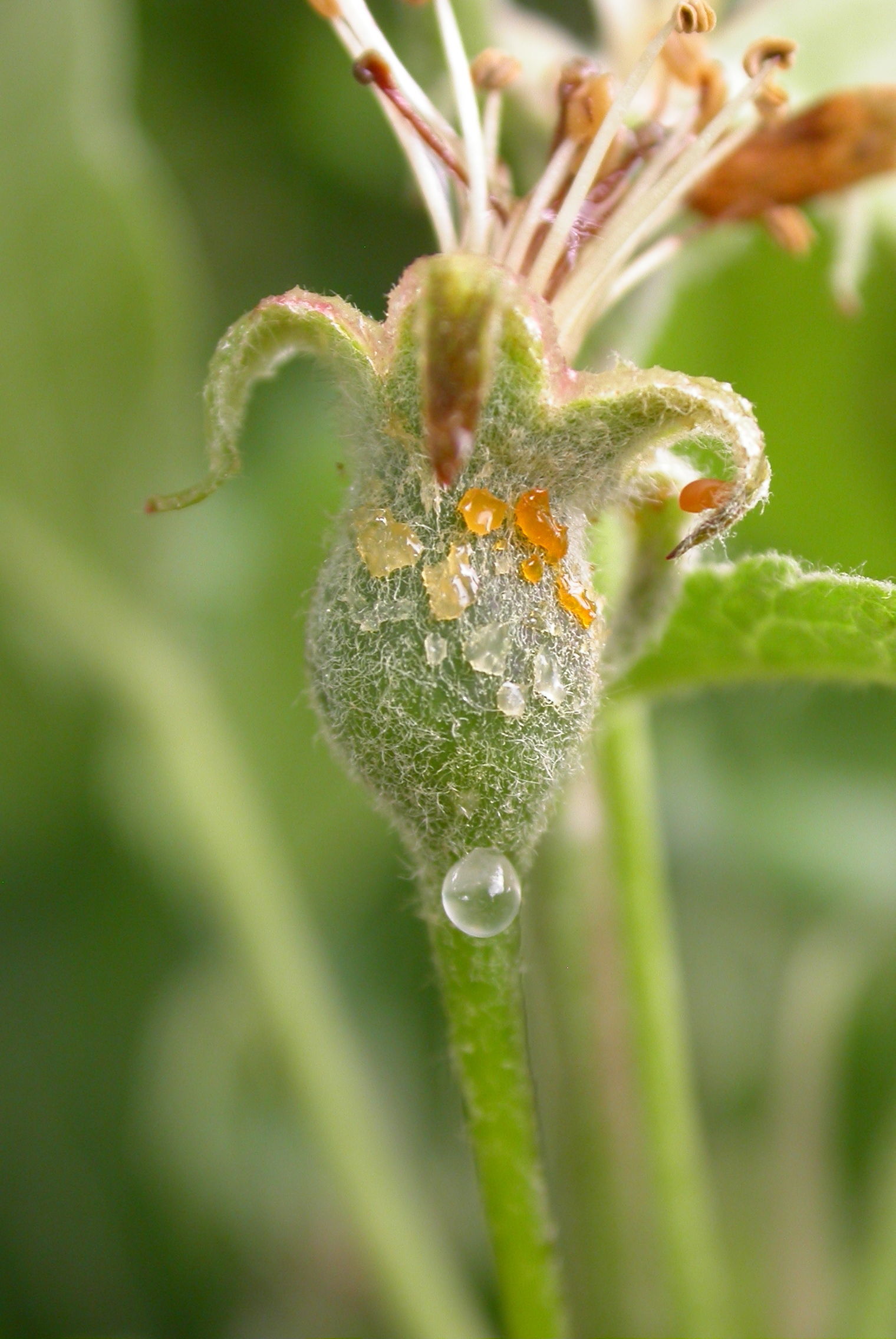 Blütensymptome.jpg © LK Steiermark