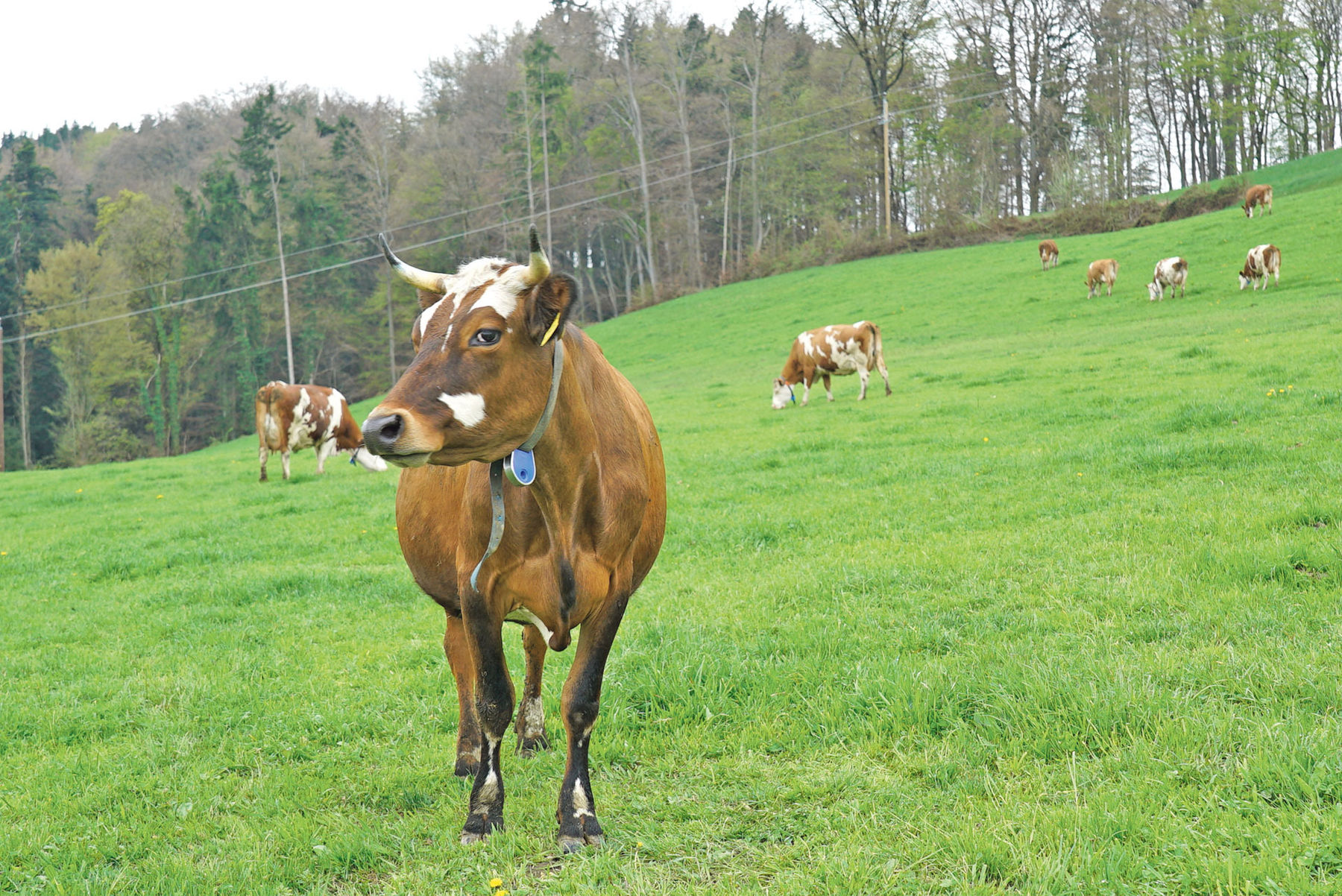 Oberbuchstätt Anthering.jpg © Hatheier