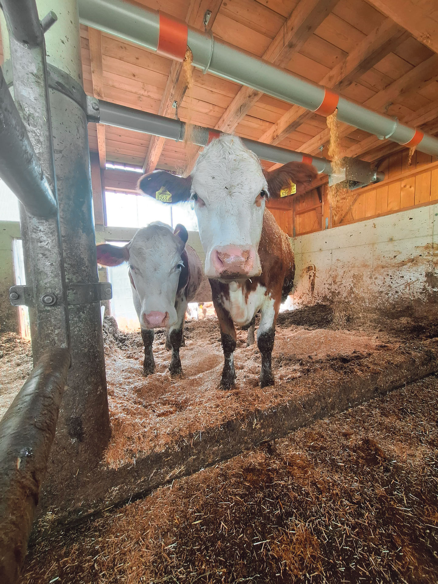 Oberbuchstätt Anthering.jpg © Privat