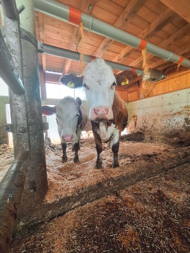 Oberbuchstätt Anthering.jpg © Privat