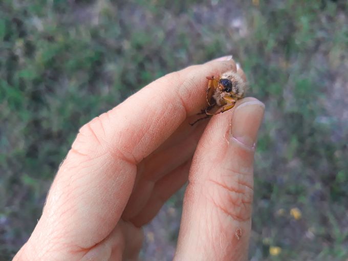 Maikäfer.jpg © Neudorfer