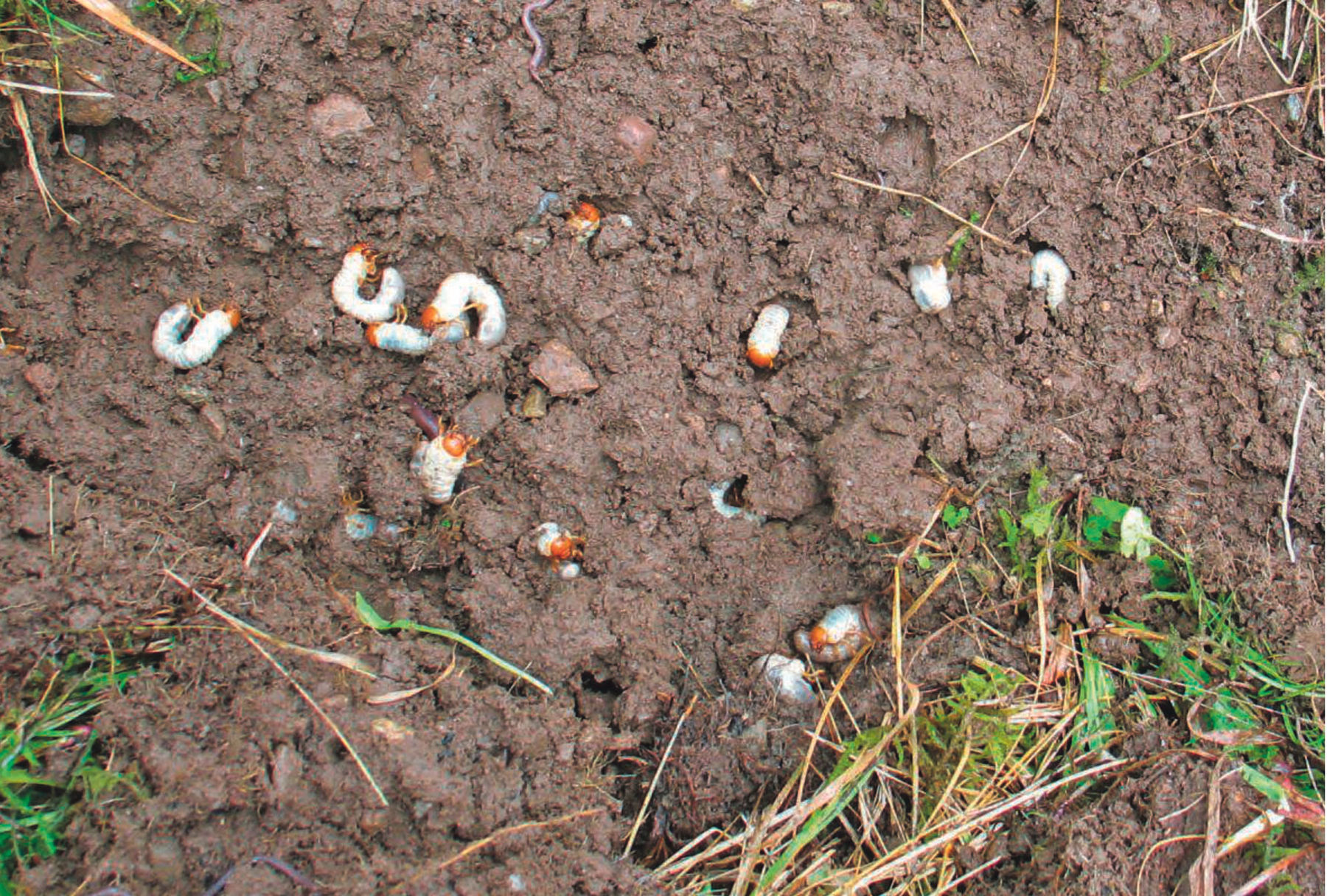 Maikäfer.jpg © ÖAG