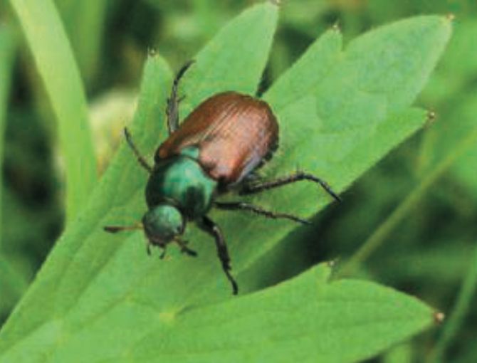 Maikäfer.jpg © Wikipedia Darkone