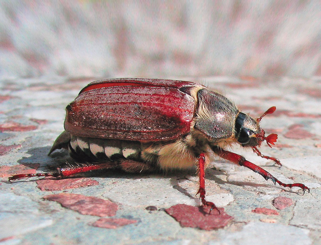 Maikäfer.jpg © Wikipedia Darkone