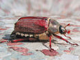 Maikäfer © Wikipedia Darkone
