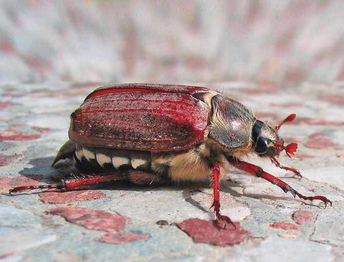 Maikäfer.jpg © Wikipedia Darkone