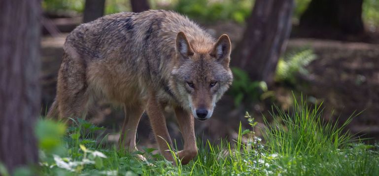 Wolfsbild AdobeStock_219146309 © stock.adobe.com