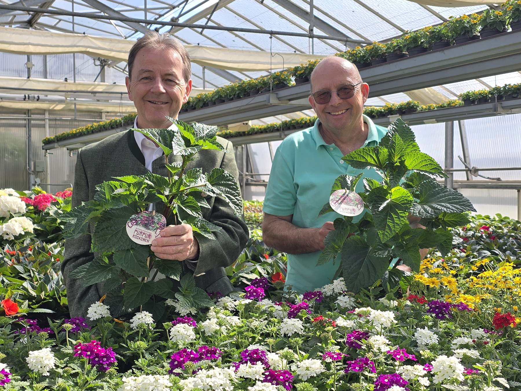 Purpur-Salbei ist Blume des Jahres.jpg © Tesch-Wessely/LK Bgld