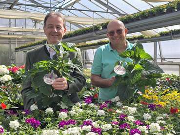 Purpur-Salbei ist Blume des Jahres.jpg © Tesch-Wessely/LK Bgld