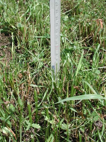 Foto 2 - Mähhöhe_.jpg © LK Kärnten/Stromberger