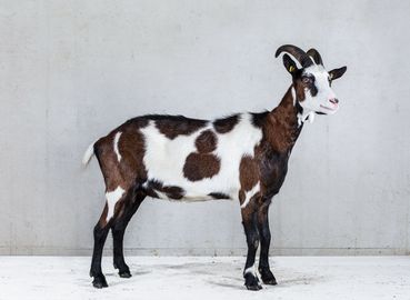 Tauernschecken_w.jpg © ÖBSZ