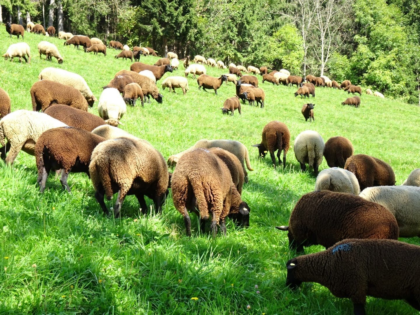 Schafe.jpg © Hubert Weichsler