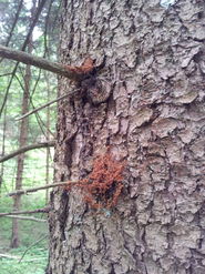 2026 Borkenkäfer Abbildung 2.jpg © Marian Tomazej