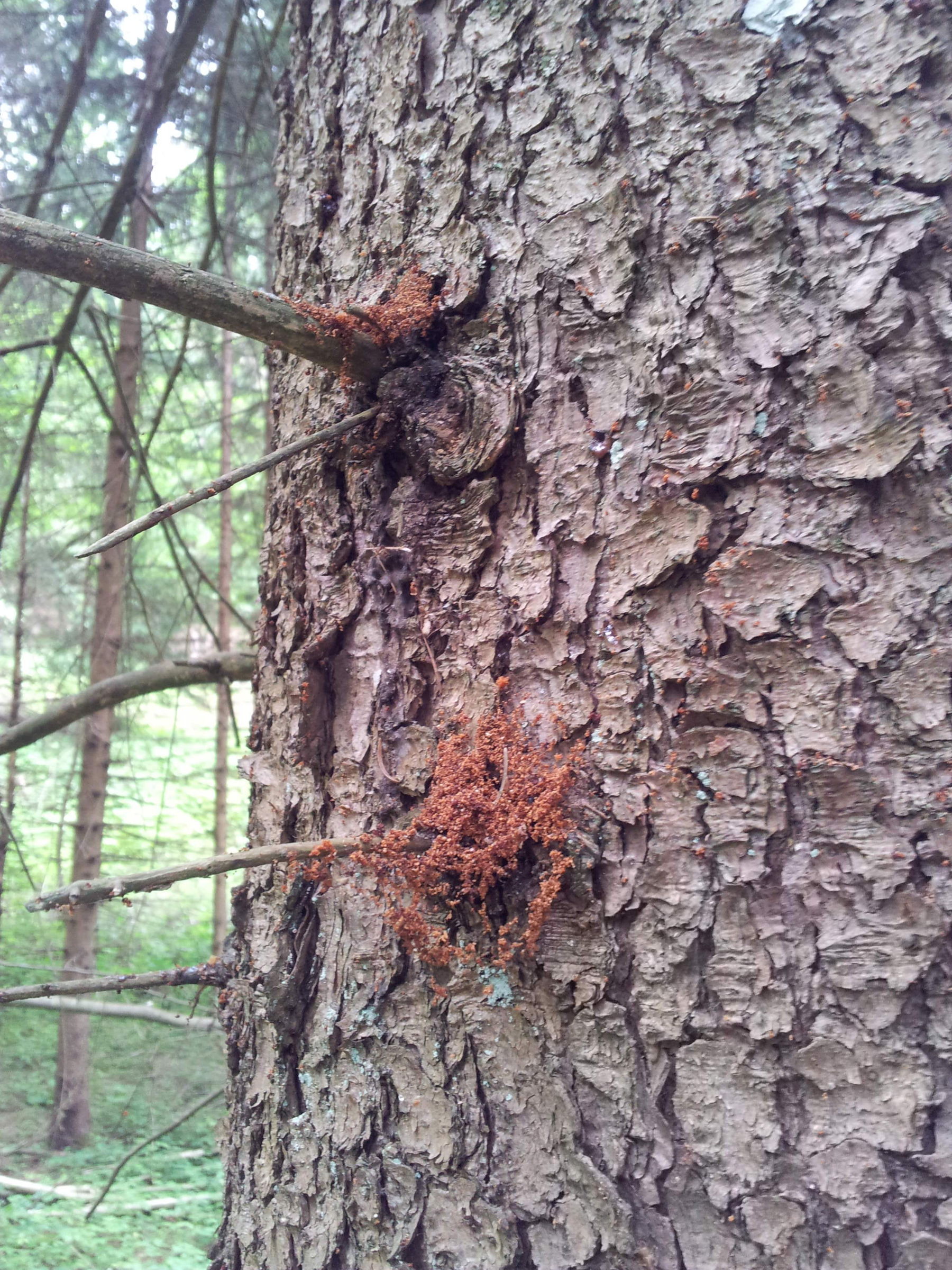 2026 Borkenkäfer Abbildung 2.jpg © Marian Tomazej