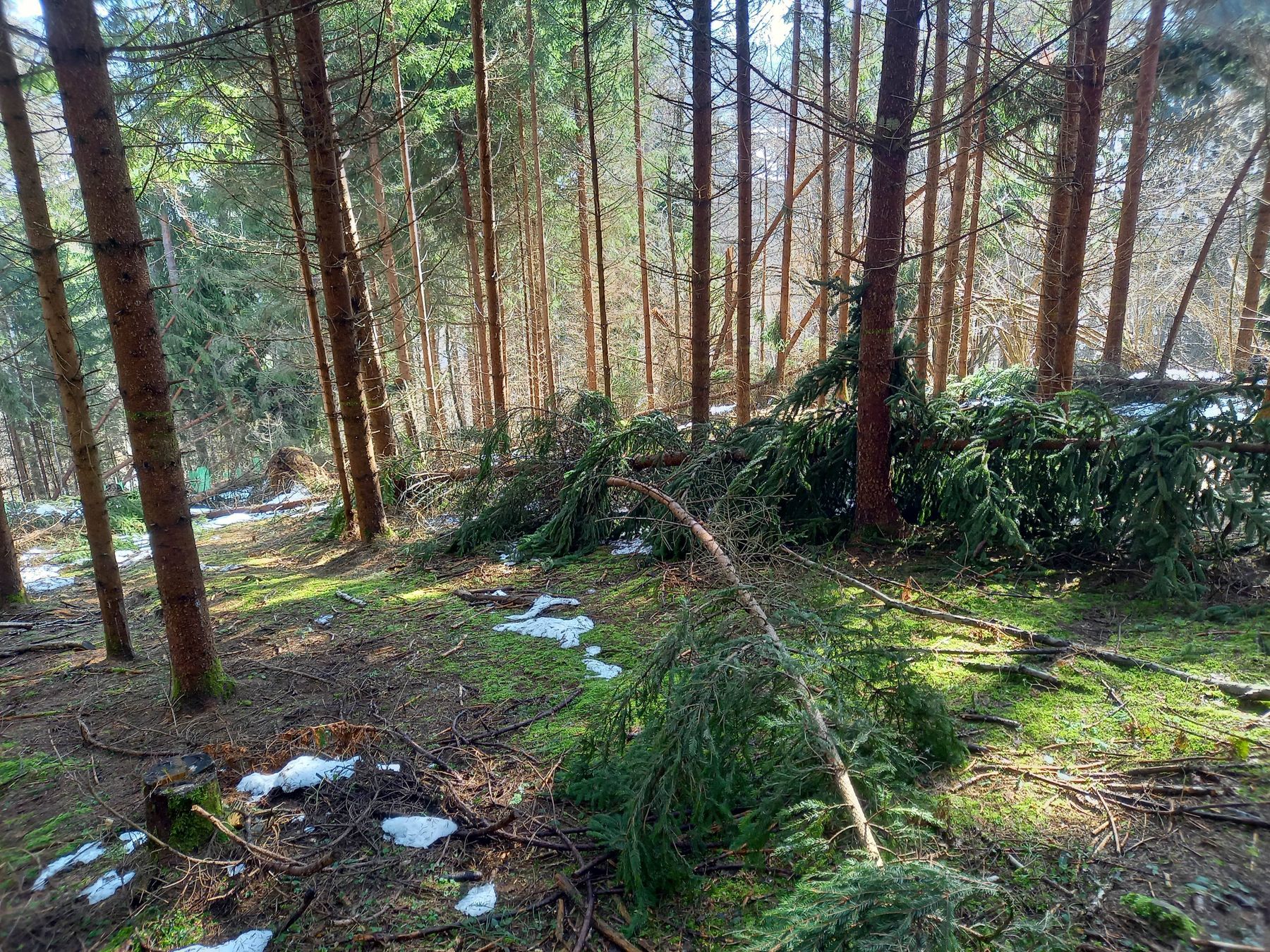 2026 Borkenkäfer Abbildung 4.jpg © Maximilian Kordasch