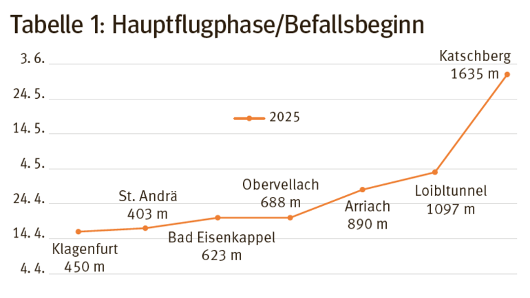 Borkenkäfer 1.png © KK