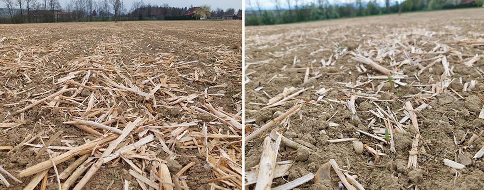 Zuckerrübenbestand in Mulchsaat in Neuhofen an der Krems.jpg © BWSB/Wallner