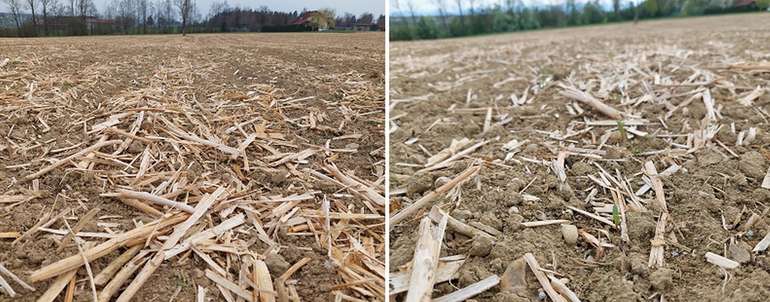 Zuckerrübenbestand in Mulchsaat in Neuhofen an der Krems.jpg © BWSB/Wallner
