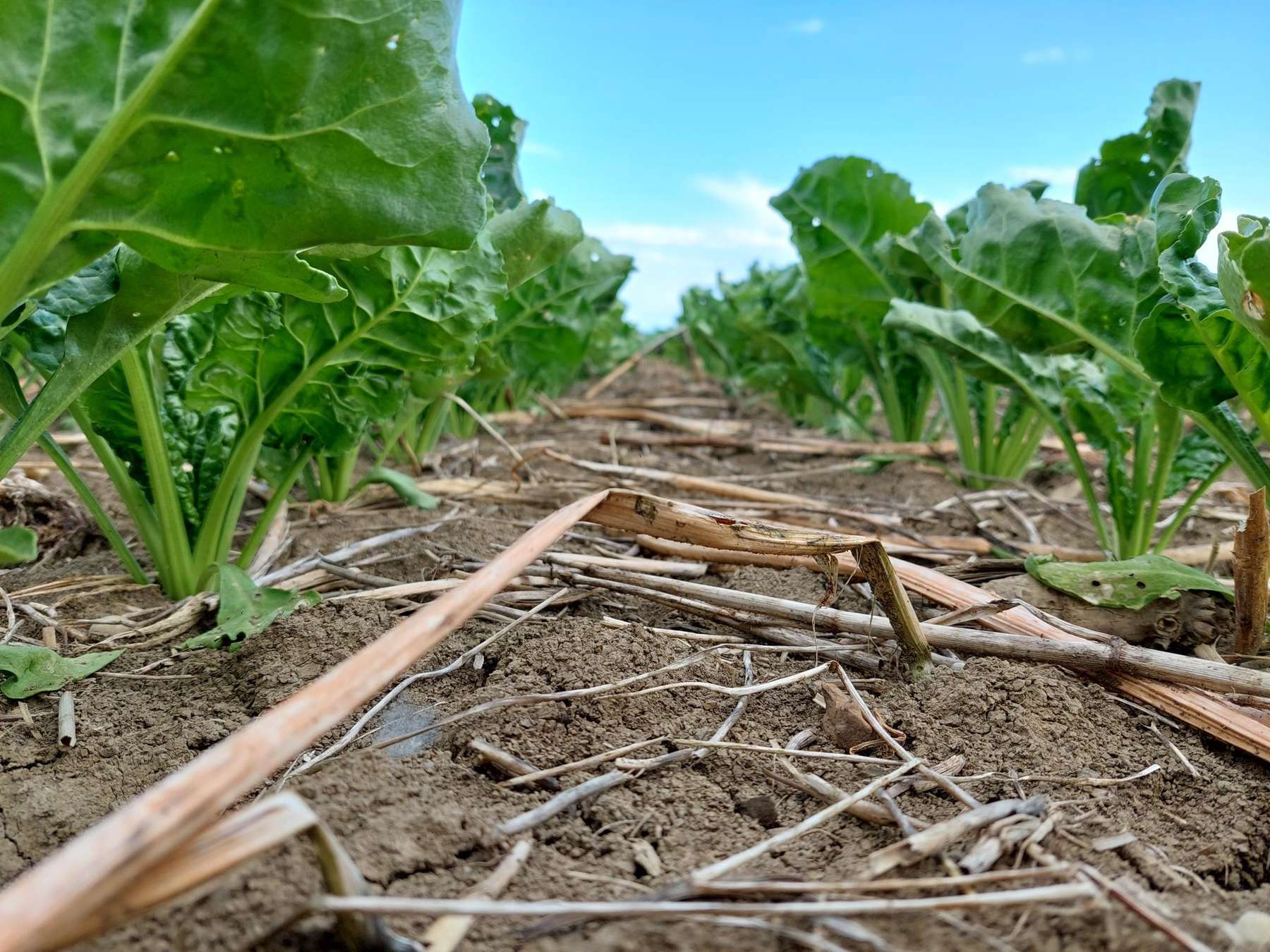 Zuckerrüben .jpg © BWSB/Wallner