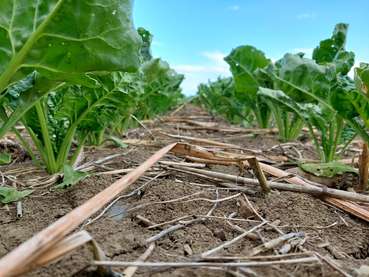 Zuckerrüben .jpg © BWSB/Wallner