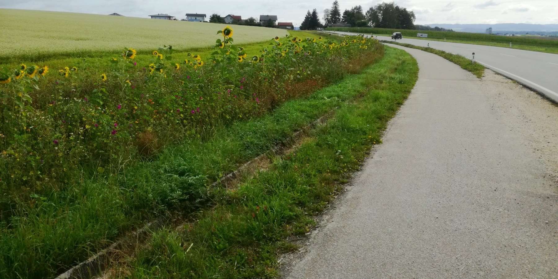 begrünter Streifen am Hangfuß.jpg © BWSB