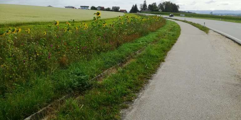 begrünter Streifen am Hangfuß.jpg © BWSB