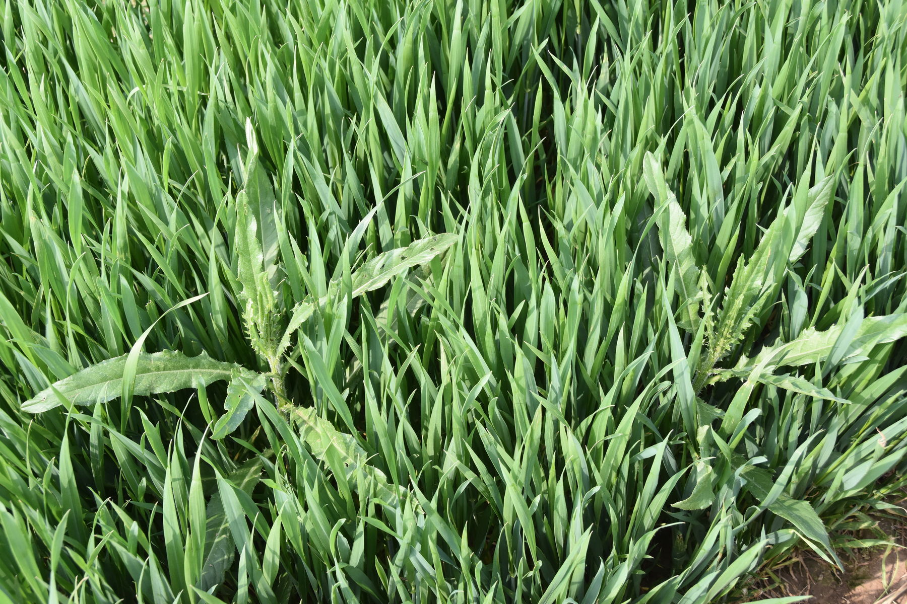 Distel im schossGetreide2.jpg © LK OÖ/Köppl