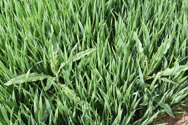 Distel im schossGetreide2.jpg © LK OÖ/Köppl