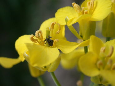 Raps-Kohlschotenrüssler 2.jpg © LK OÖ/Köppl
