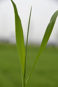 WG-ES 37.jpg © LK OÖ/Köppl