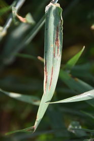 WG-Netzflecken 2017-2.jpg © LK OÖ/Köppl