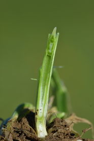 WW-ES 31 2017-1.jpg © LK OÖ/Köppl