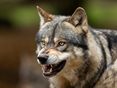 Wolf AdobeStock_297754263 (Mittel) © Adobe Stock