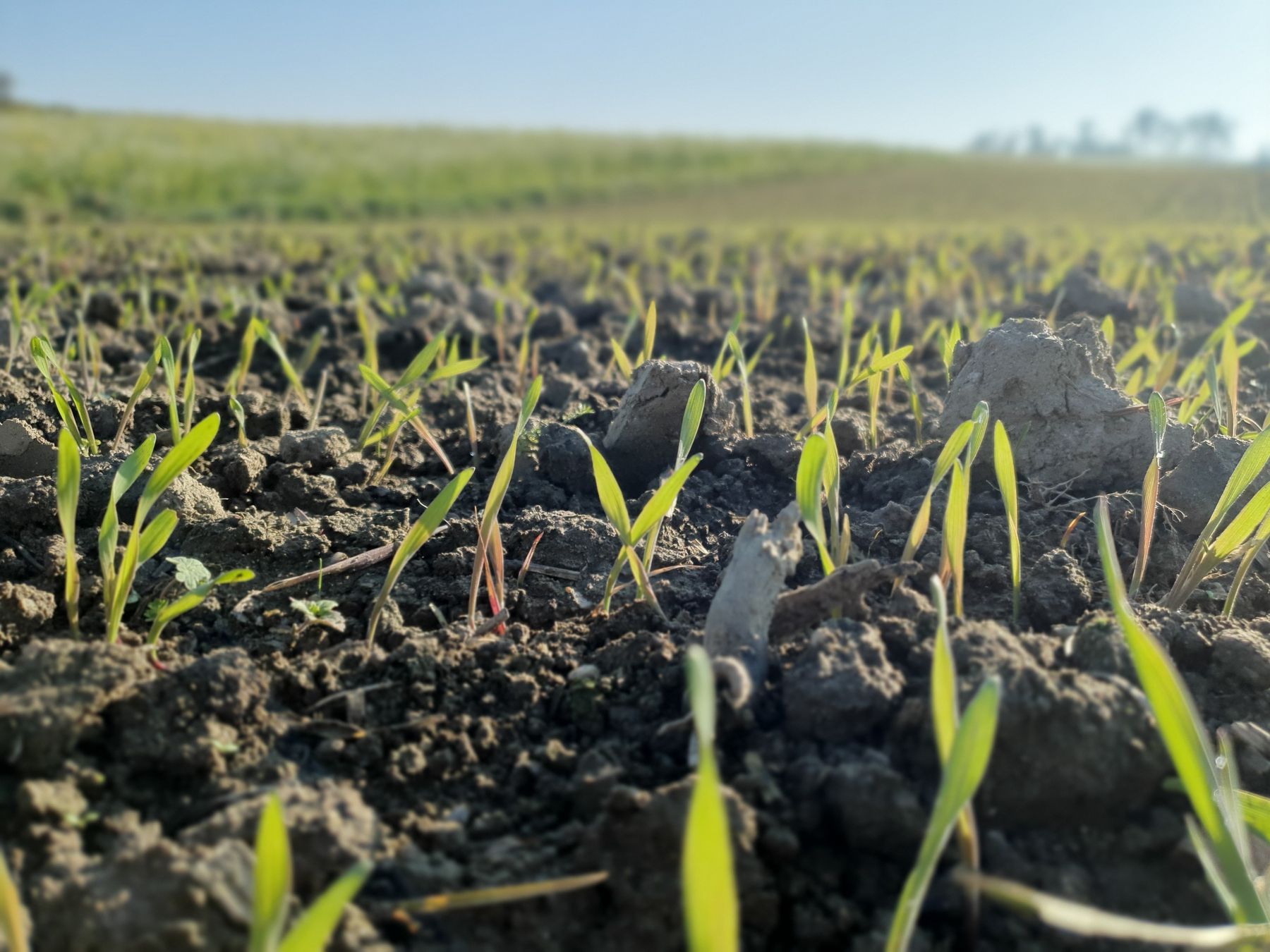 Getreide_2 Blattstadium.jpg © Harald Schally/LK Niederösterreich
