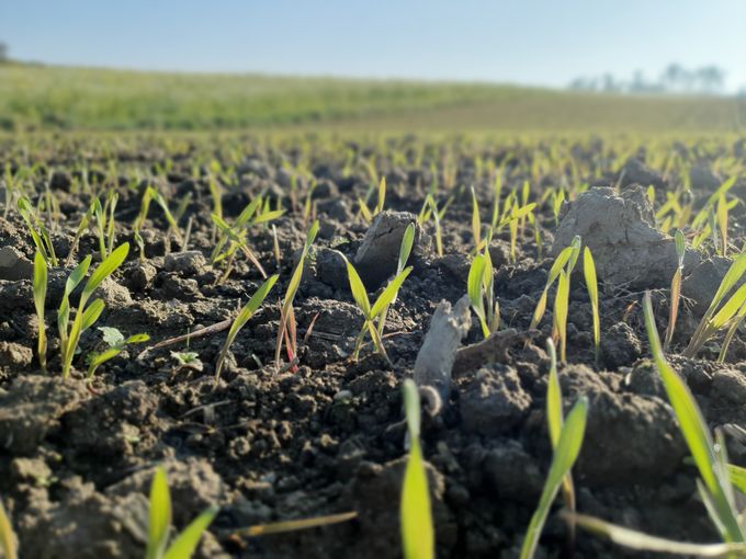Getreide_2 Blattstadium.jpg © Harald Schally/LK Niederösterreich